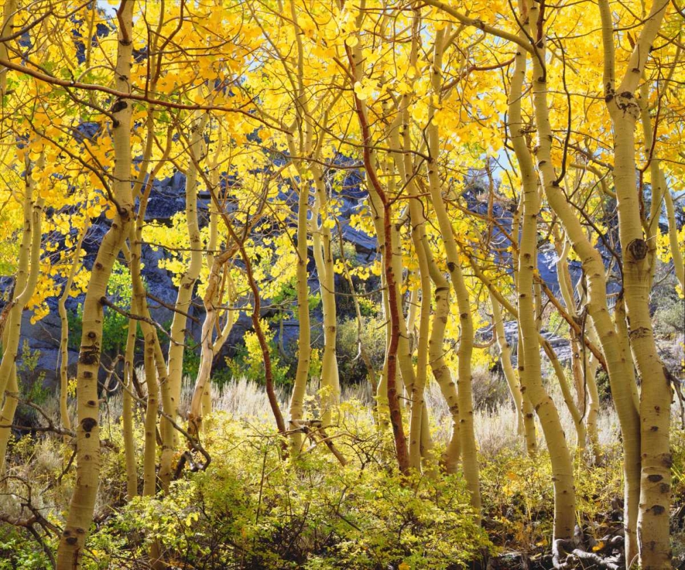 California, Sierra Nevada, Fall colors of Aspens